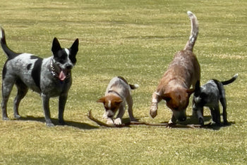 Ivy, Lenny, Molly & Pistol