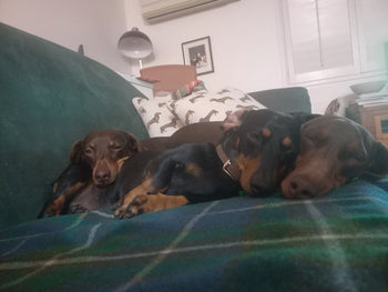 Frankie, Reggi & Rudy