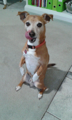 Bailey