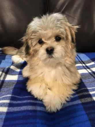 Baxter