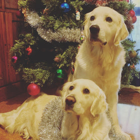 Simba and Poppy