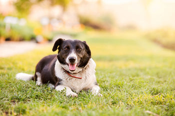 Ways To Alleviate Environmental Allergy Suffering In Dogs
