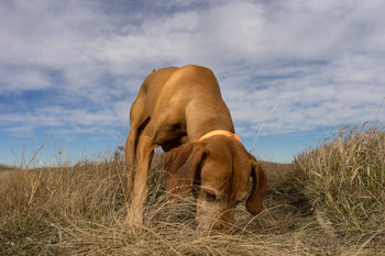 Top Theories on Why Your Dog Eats Poop