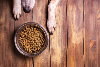 What is Meat Meal and Should I Avoid it in My Dog’s Food?