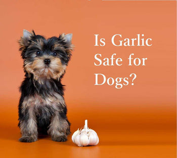 Is Garlic Safe for Dogs?