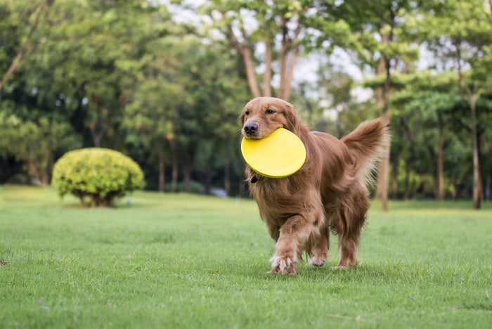 Seven Super-Smart Dog Breeds – Stay Loyal