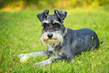 Is the Miniature Schnauzer the Dog for You?