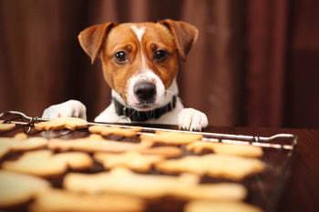 Human Snacks Your Dog Shouldn’t Eat
