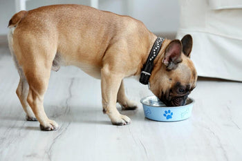 New Study Shows Your Dog’s Food Could Make Him More Likely to Gain Weight!