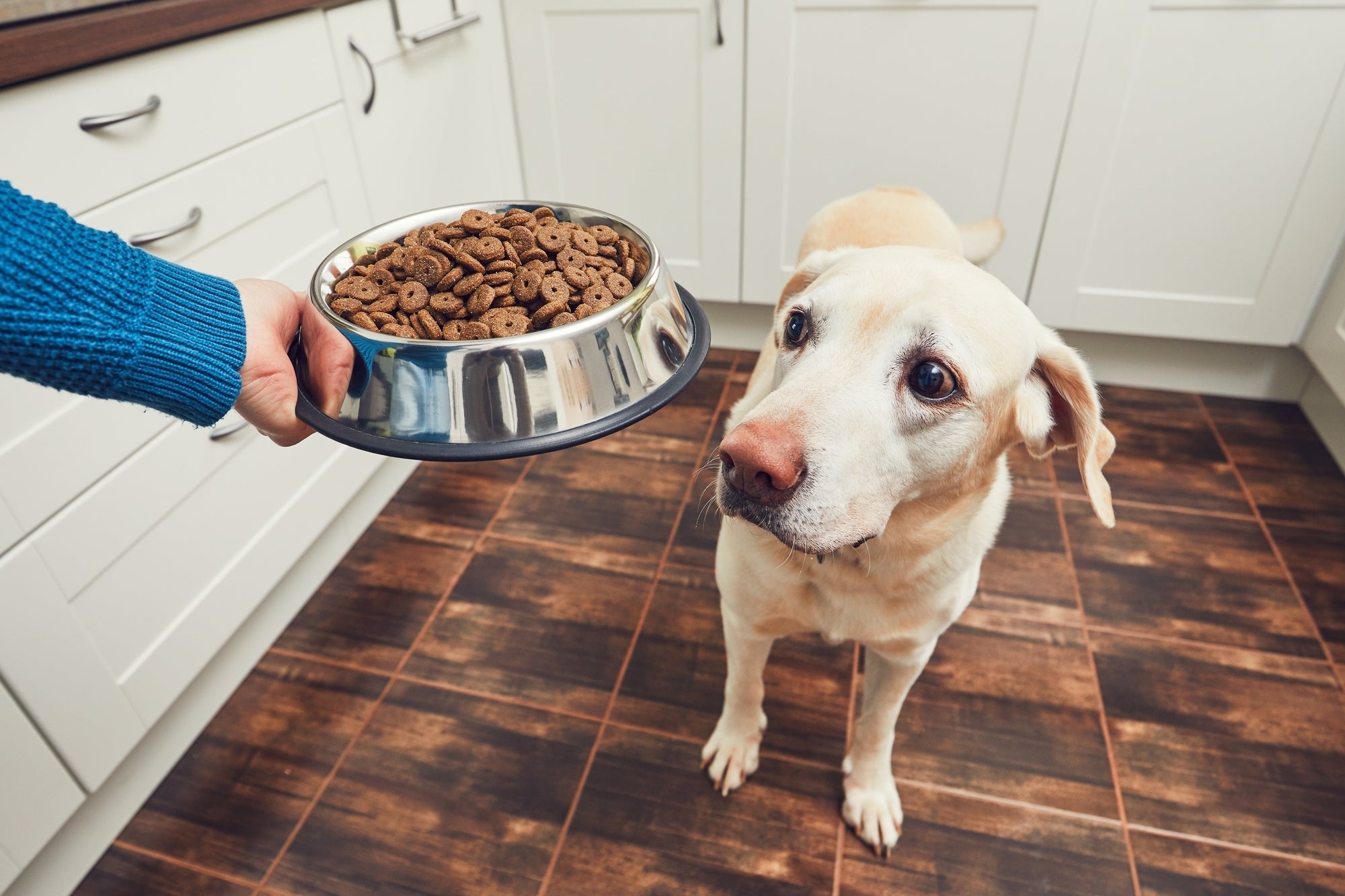 When should i feed my puppy hot sale dry food