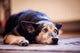 The Impact of Low-Quality Dog Food on Health