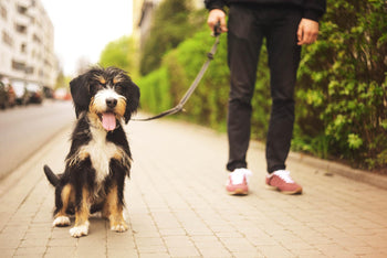 5 Creative Ways to Socialise Your Puppy During Social Distancing