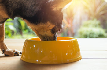 Metabolism, Digestion and the Modern Dog. How Co-Evolution with Humans Changed What Dogs Can Eat