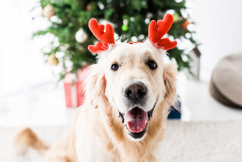 Simple Tips For a Well-Behaved Dog When the Family Comes Over for Christmas