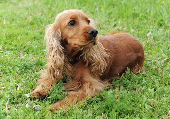 Is the Cocker Spaniel the Right Dog for You?