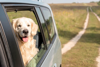 How To Teach Your Dog To Load In The Car