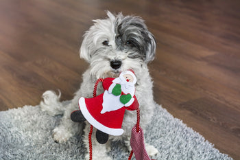 How to Keep Your Dog’s Routine During the Crazy Christmas Season