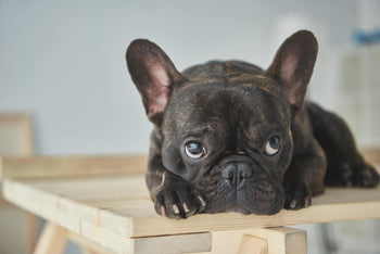 Is The French Bulldog The Dog For You?