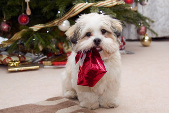 Getting a Christmas Puppy? Be Sure You Have These Essentials on Hand BEFORE She Comes Home