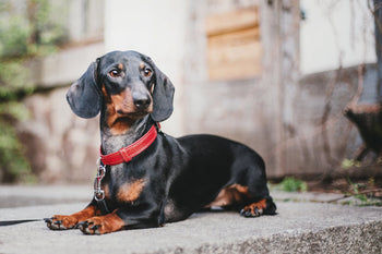 Is the Dachshund the Dog for You?