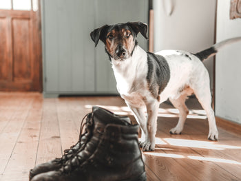Tips for a Well-behaved Dog When Holiday Guests Arrive