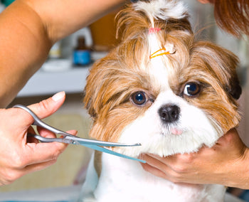 DIY Dog Grooming Tips