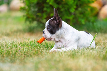 Safe Edible Chews For Puppies