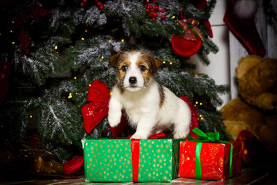 Getting a Christmas Puppy?