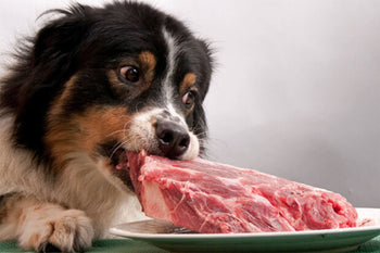 7 Things Your Dog Wants You to Know Before You Buy Another Bag Of Dog Food!