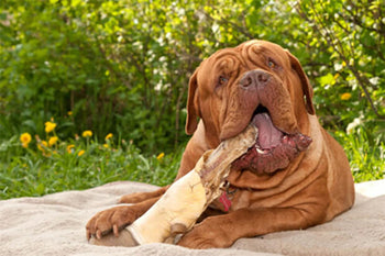 Avoid Health Problems By Following These Dog Care Tips-Part Two!