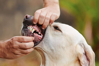 The 10 Point Canine Health Check You Can Do At Home!