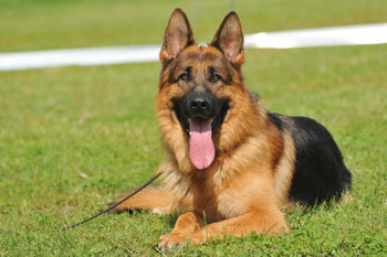Is The German Shepherd Dog The Dog For You?