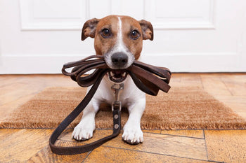 What Type of Dog Leash Should I Use?
