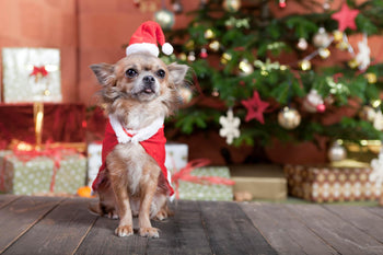 How To Dog-Proof Your Christmas Tree