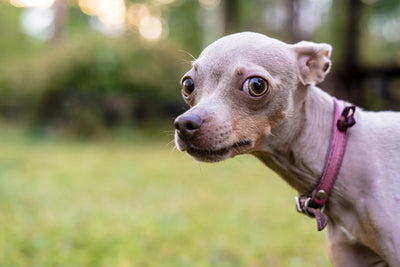 Don't Trust the Feeding Guide! Are You Overfeeding Your Dog Without Even Realising It?