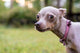 Don't Trust the Feeding Guide! Are You Overfeeding Your Dog Without Even Realising It?