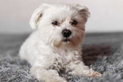 Is the Maltese the Right Dog for You?