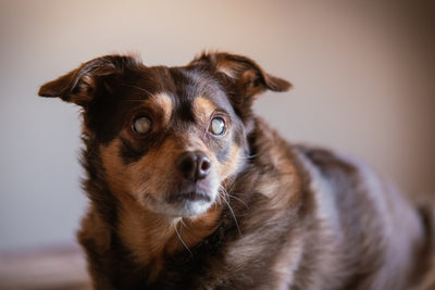 How to Know if Your Dog is Going Blind (and How to Care for Them)