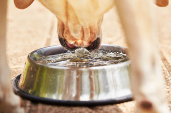 Why is My Dog Water Bowl Slimy?