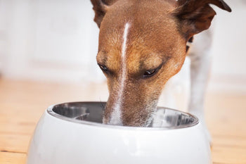 Should I Add Water to My Dog’s Food?