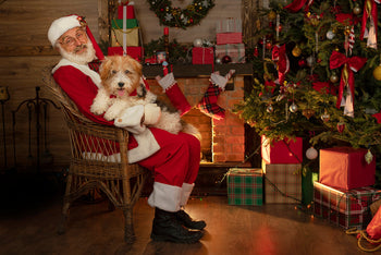 How to Take the Perfect Pet Christmas Photo: Desensitise Your Dog to Santa!