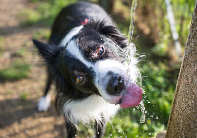 Signs of Overheating in Dogs