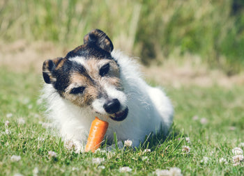 Vegetables Your Dog Can Eat