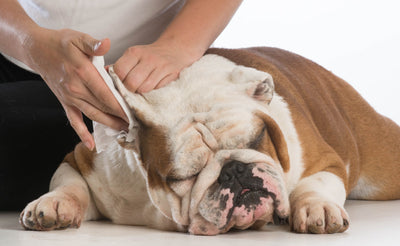 How to Clean a Dog's Ears and Avoid Infections!