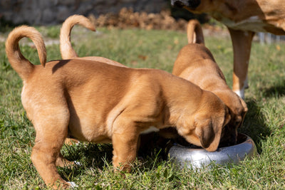 Tell Me How Your Dog Eats. I'll Tell You What He's Like.