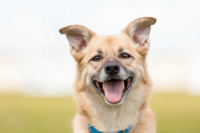 Protecting Your Dog from Parasites: A Comprehensive Guide for Australian Owners