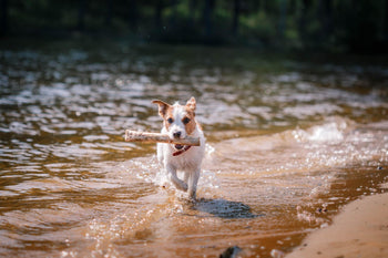 Fun Ways to Cool Your Dog off This Summer