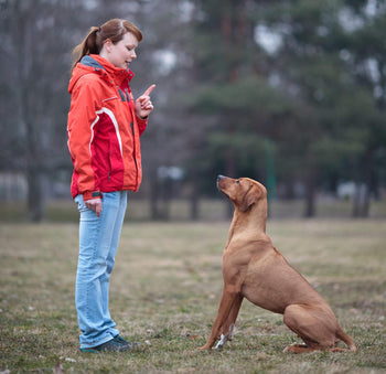 Verbal VS. Hand Signals: Which is Best to Teach My Dog?