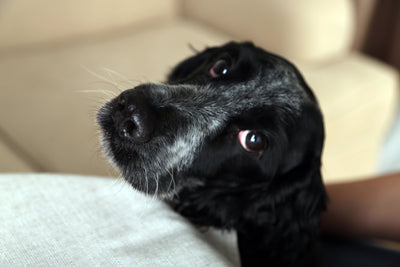 Nip It In The Bud: The Secret Techniques of Elite Dog Trainers!