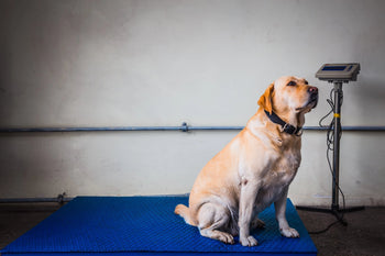 Seven Hidden Overfeeding Traps for Aussie Dog Owners (and How to Fix Them)